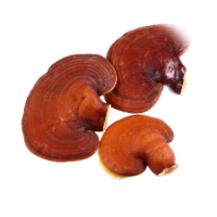 Ganoderma lucidum